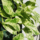 Scan result image showing a match with a Epipremnum aureum plant