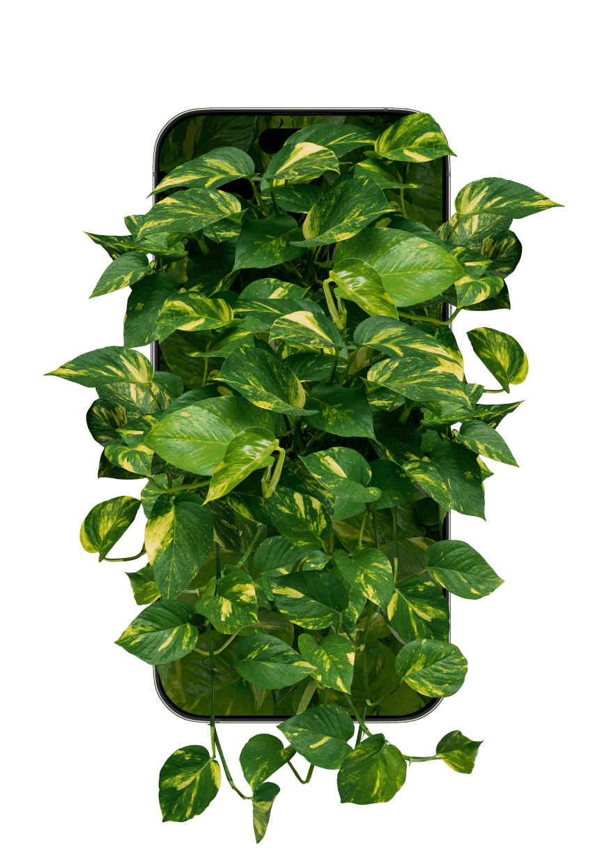 Plant identification feature of the Botan app