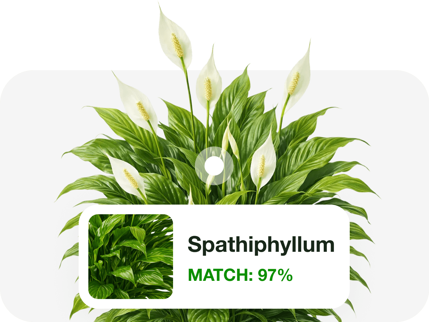 Take or upload a photo of your plant