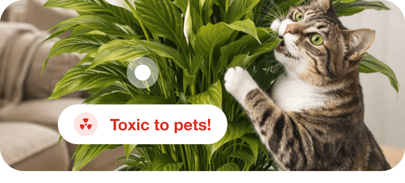 Check toxicity