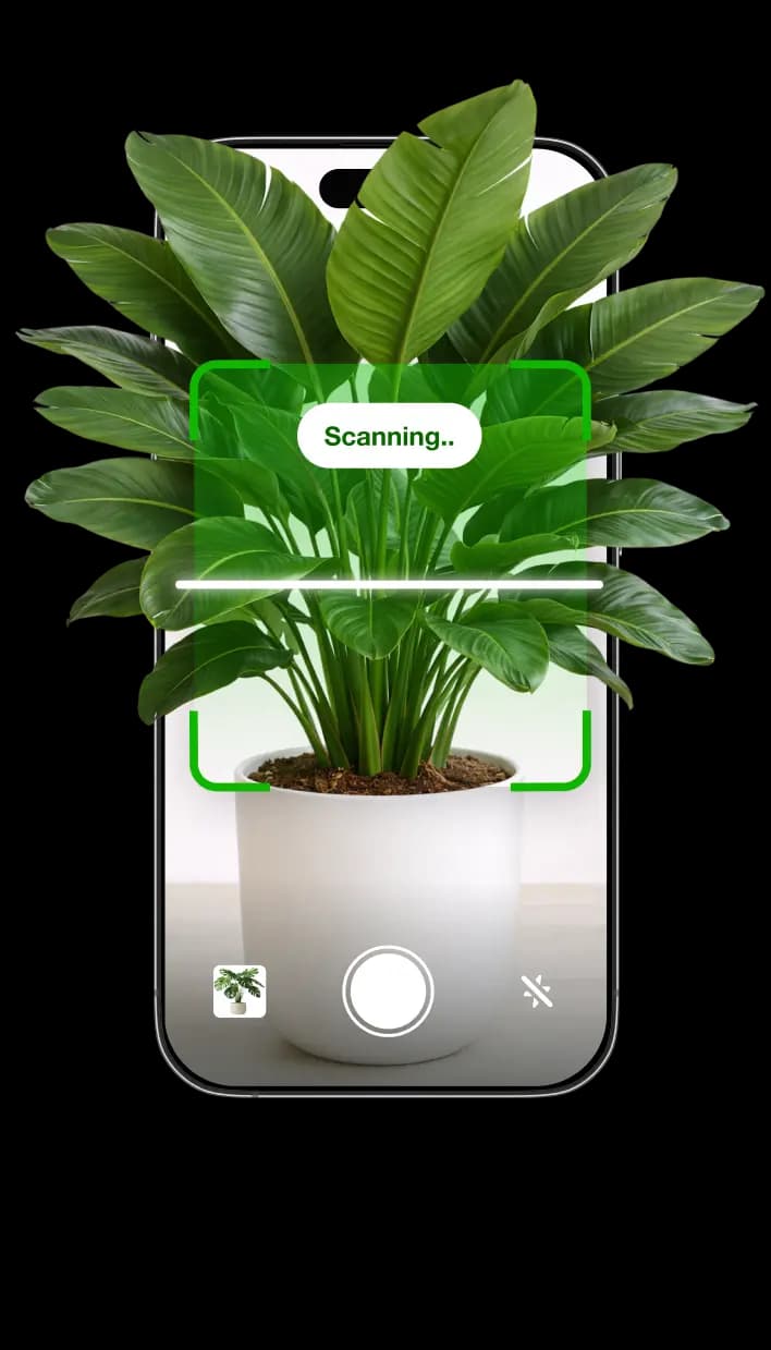 Botan app identifying a plant from a photo
