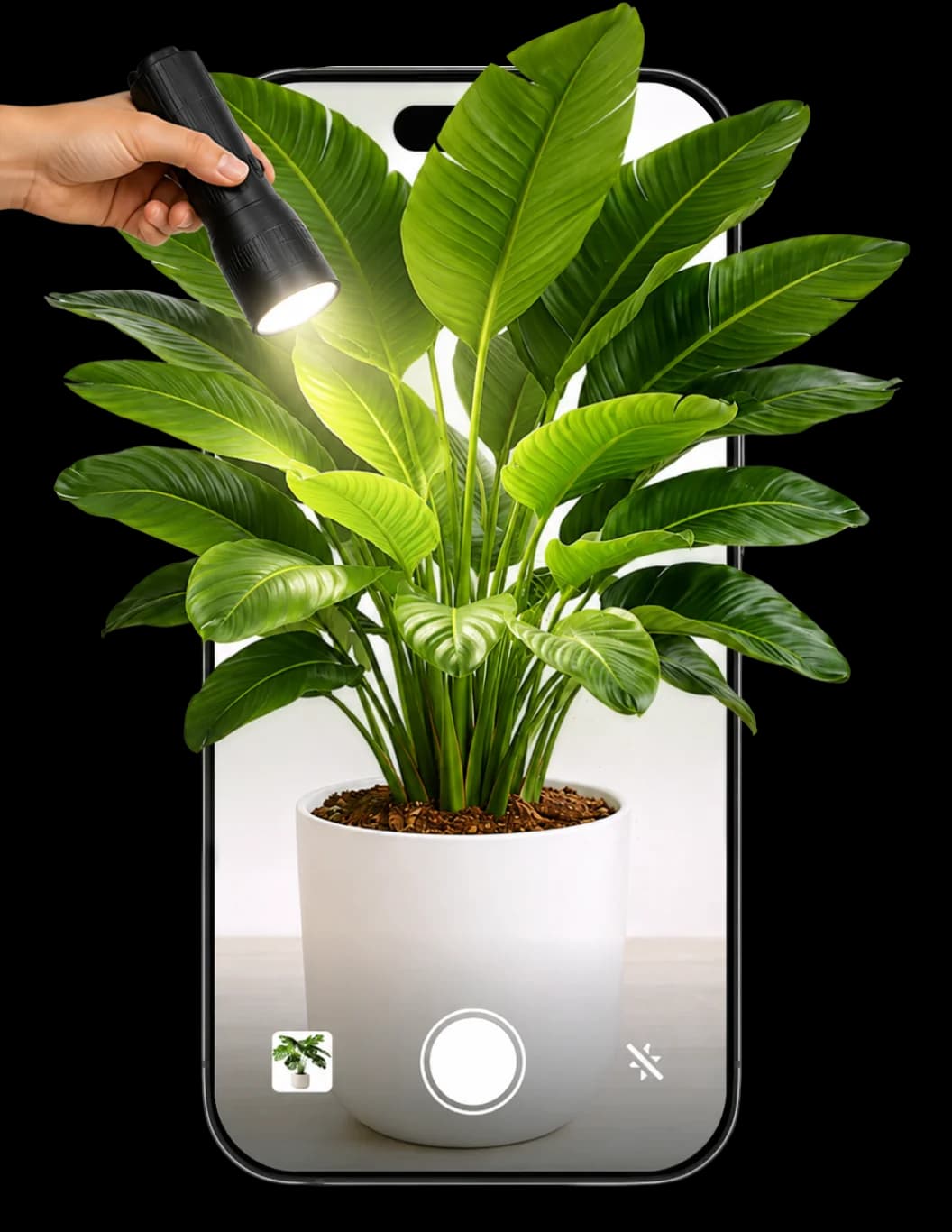Botan app identifying a plant with a phone camera