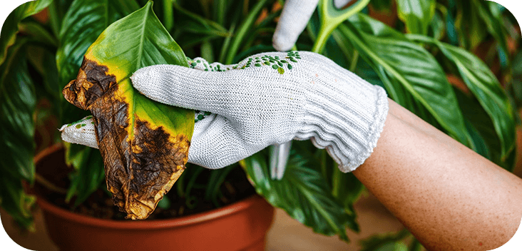 Plant health check preview