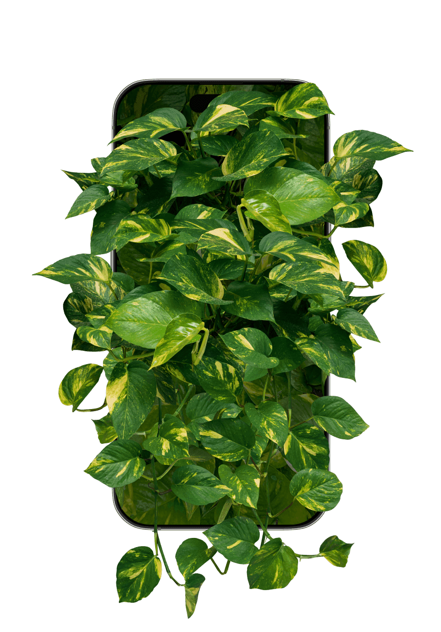 Plant identification feature of the Botan app