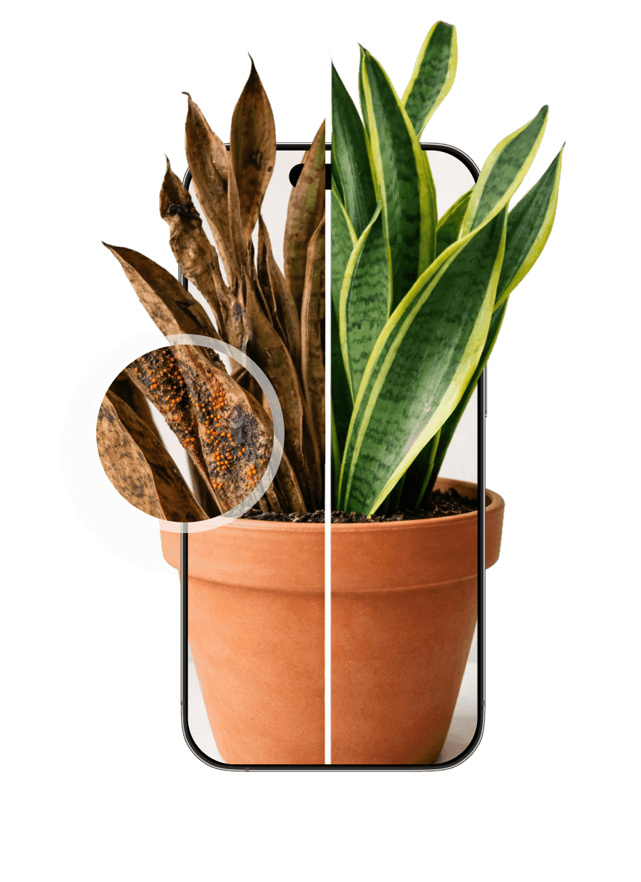 Plant issues detection feature of the Botan app