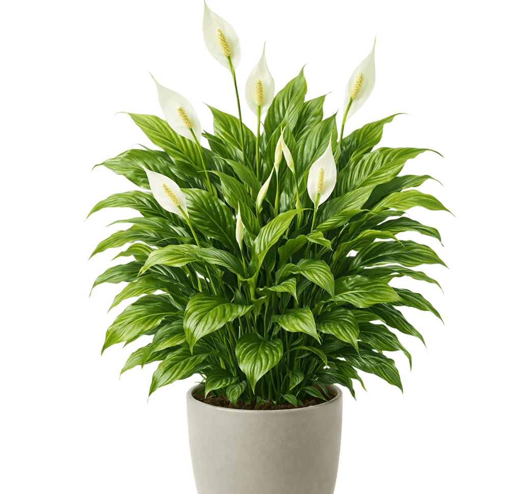 Identify a Plant by Picture