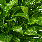 Scan result image showing a match with a Spathiphyllum plant