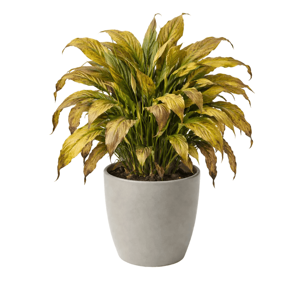 Detect Diseases and Their Causes