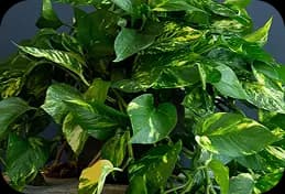 Epipremnum Aureum