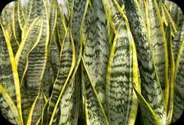 Sansevieria Trifasciata