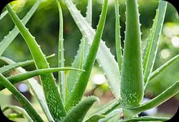 Aloe Vera