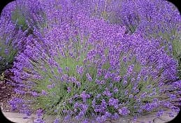 Lavandula Angustifolia