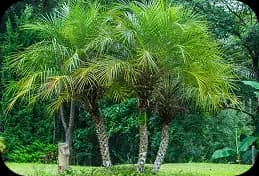 Pygmy date palm