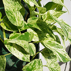 Scan result image showing a match with a Epipremnum aureum plant