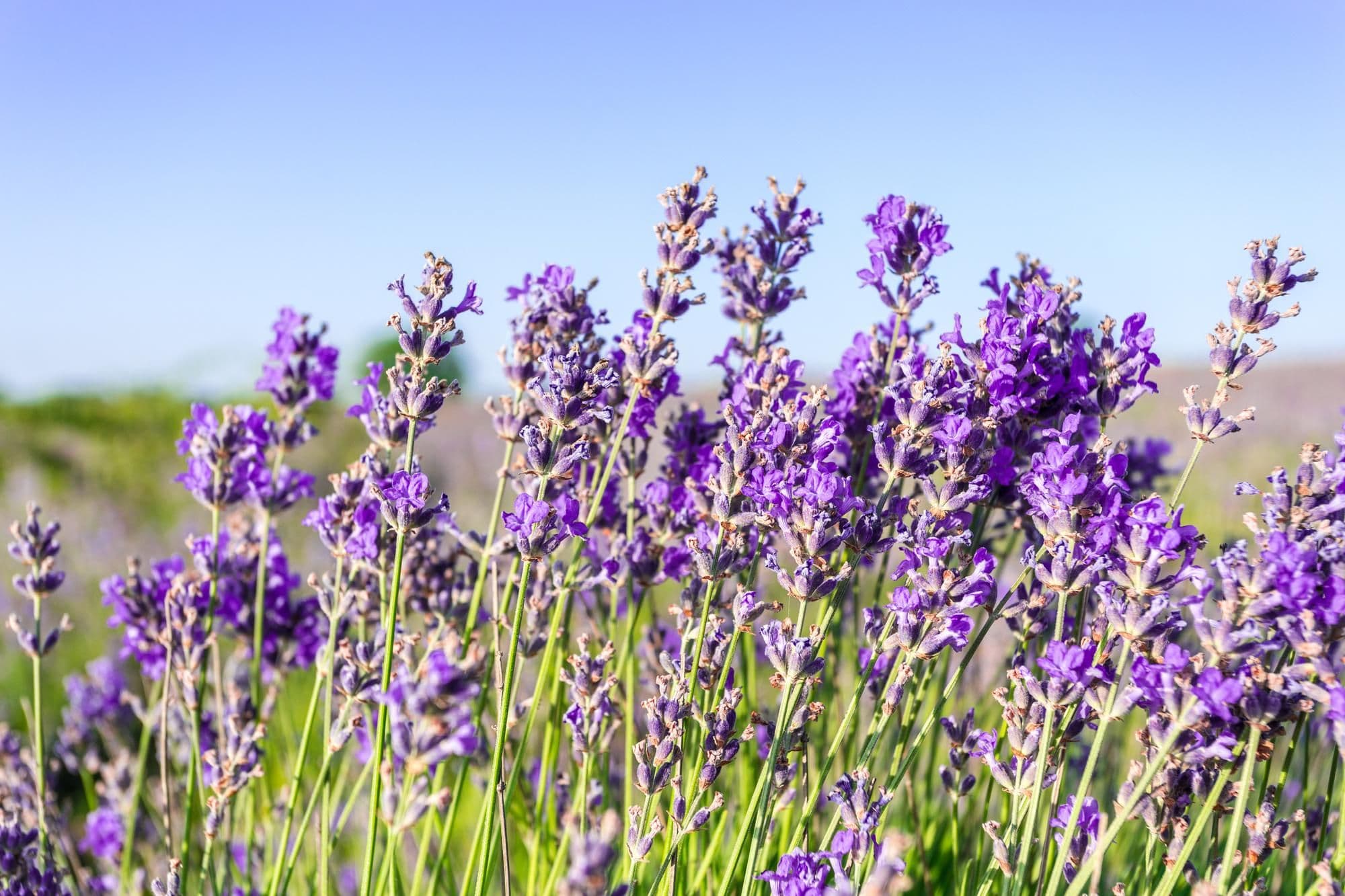 12 Best Plants That Repel Spiders For Your Home and Garden