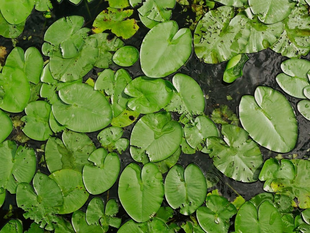 Aquatic Identifier