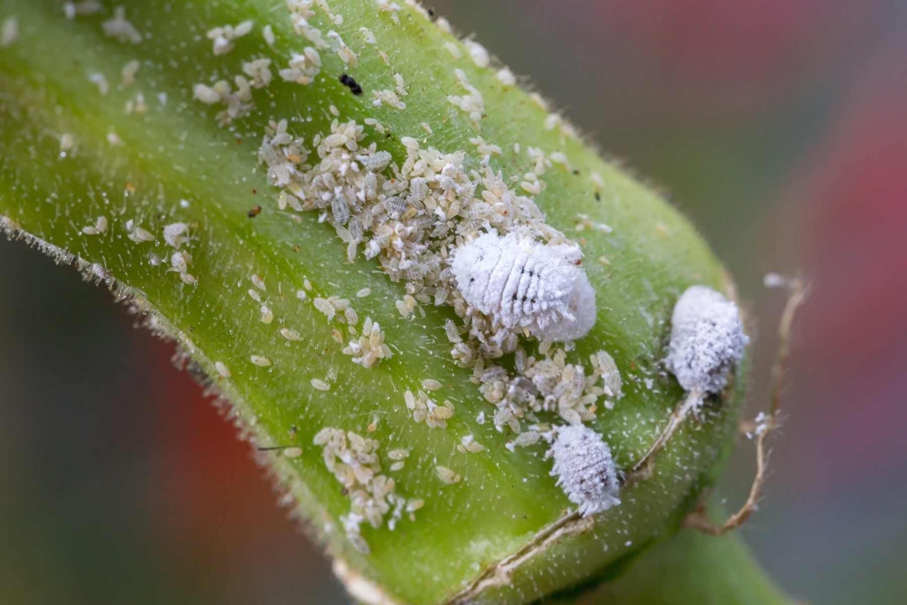 Mealybugs