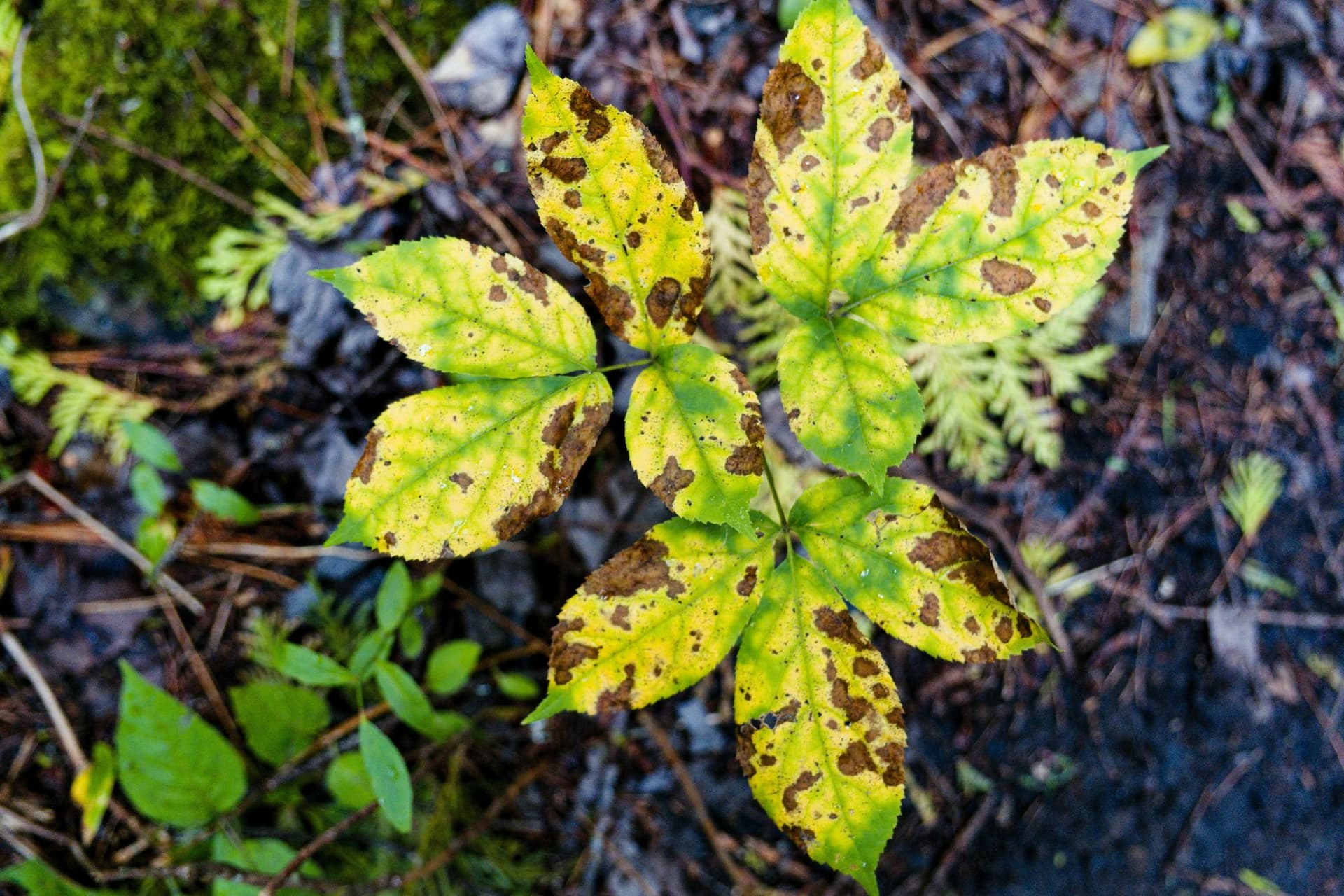 Brown Spots on Plant Leaves: When to Worry and What to Do Next