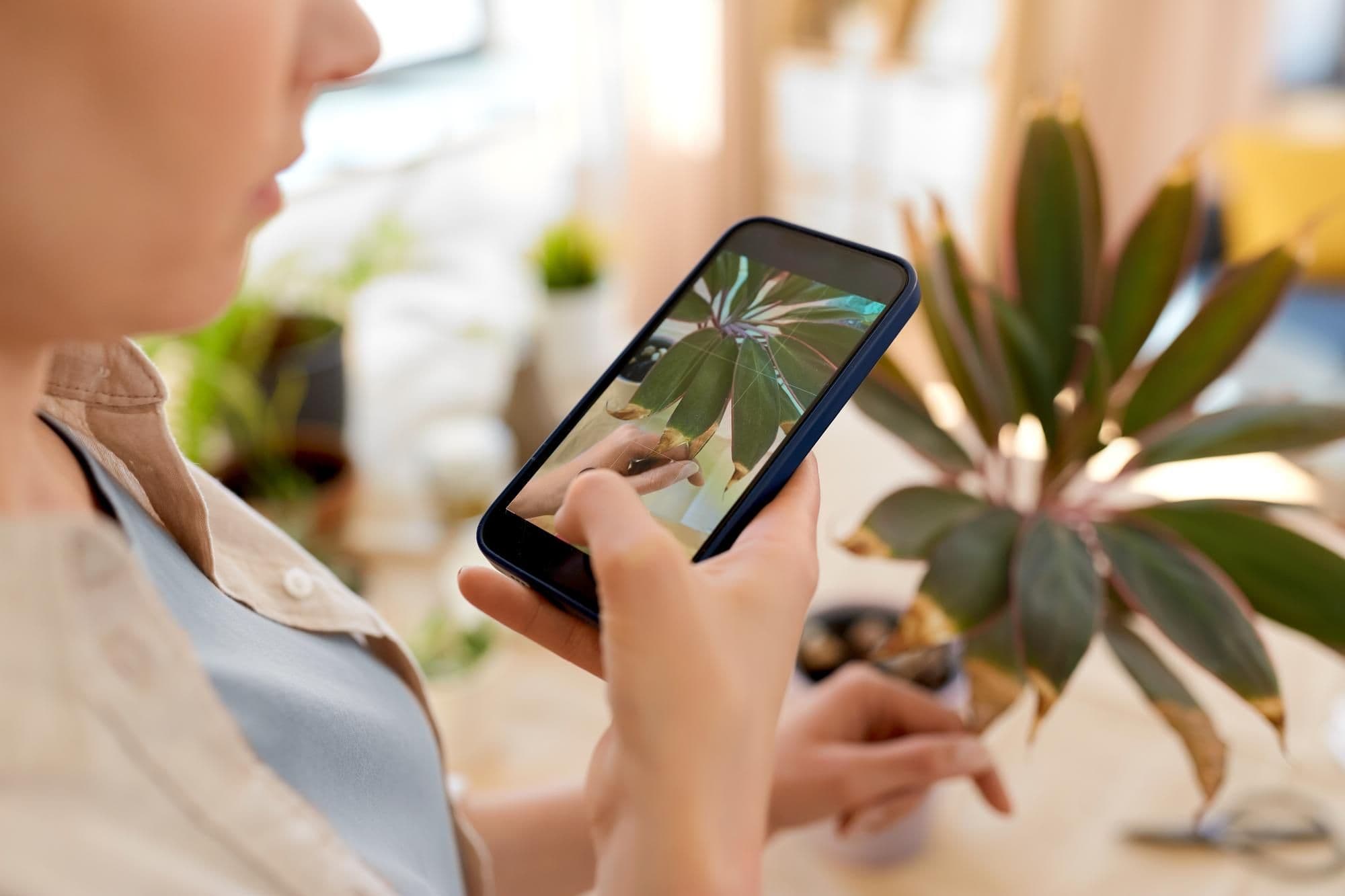 How to Use a Plant Identifier App – Step-by-Step Guide