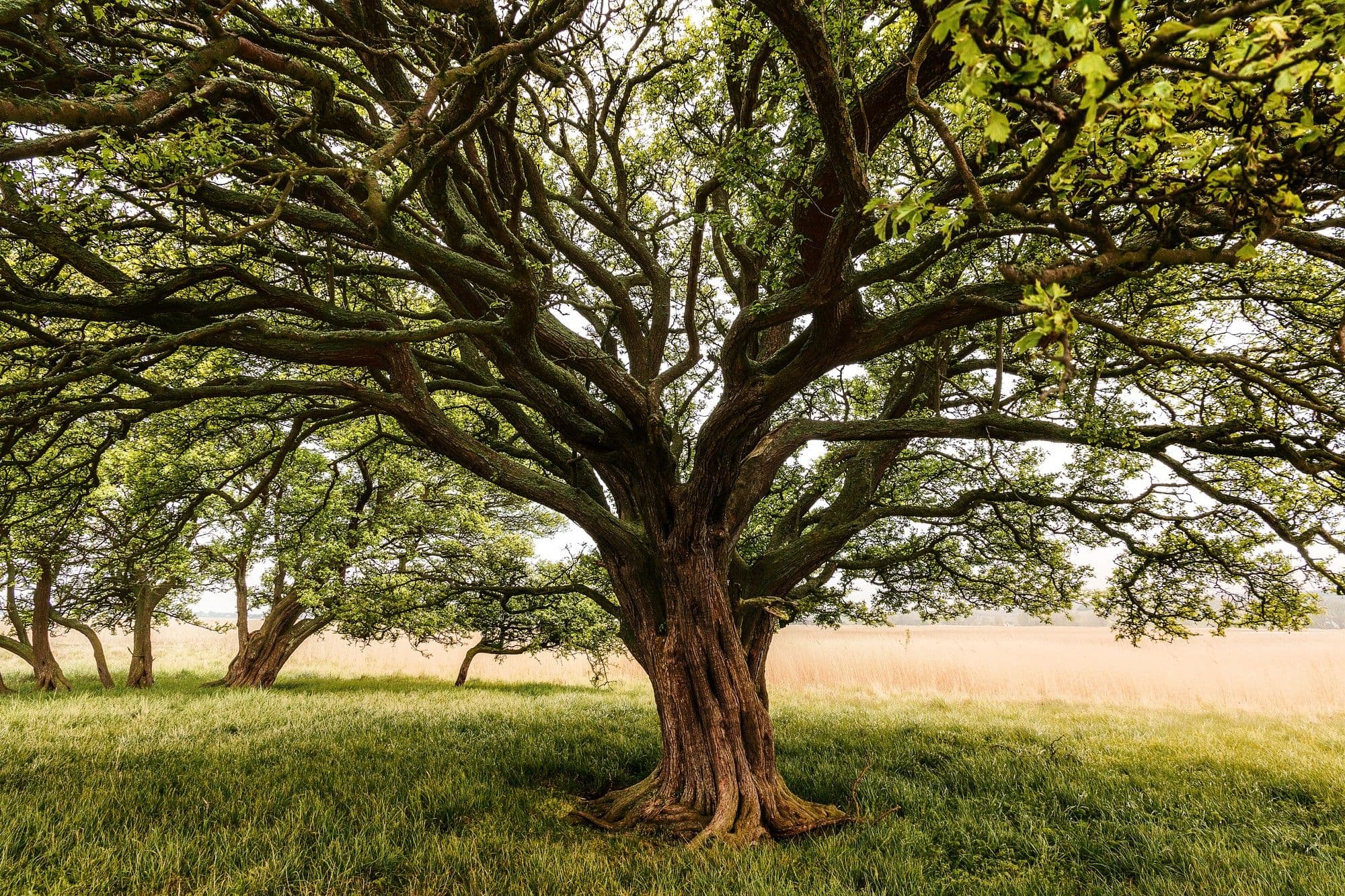Oak Trees Outsmart Hungry Caterpillars by Delaying Their Leaf Growth