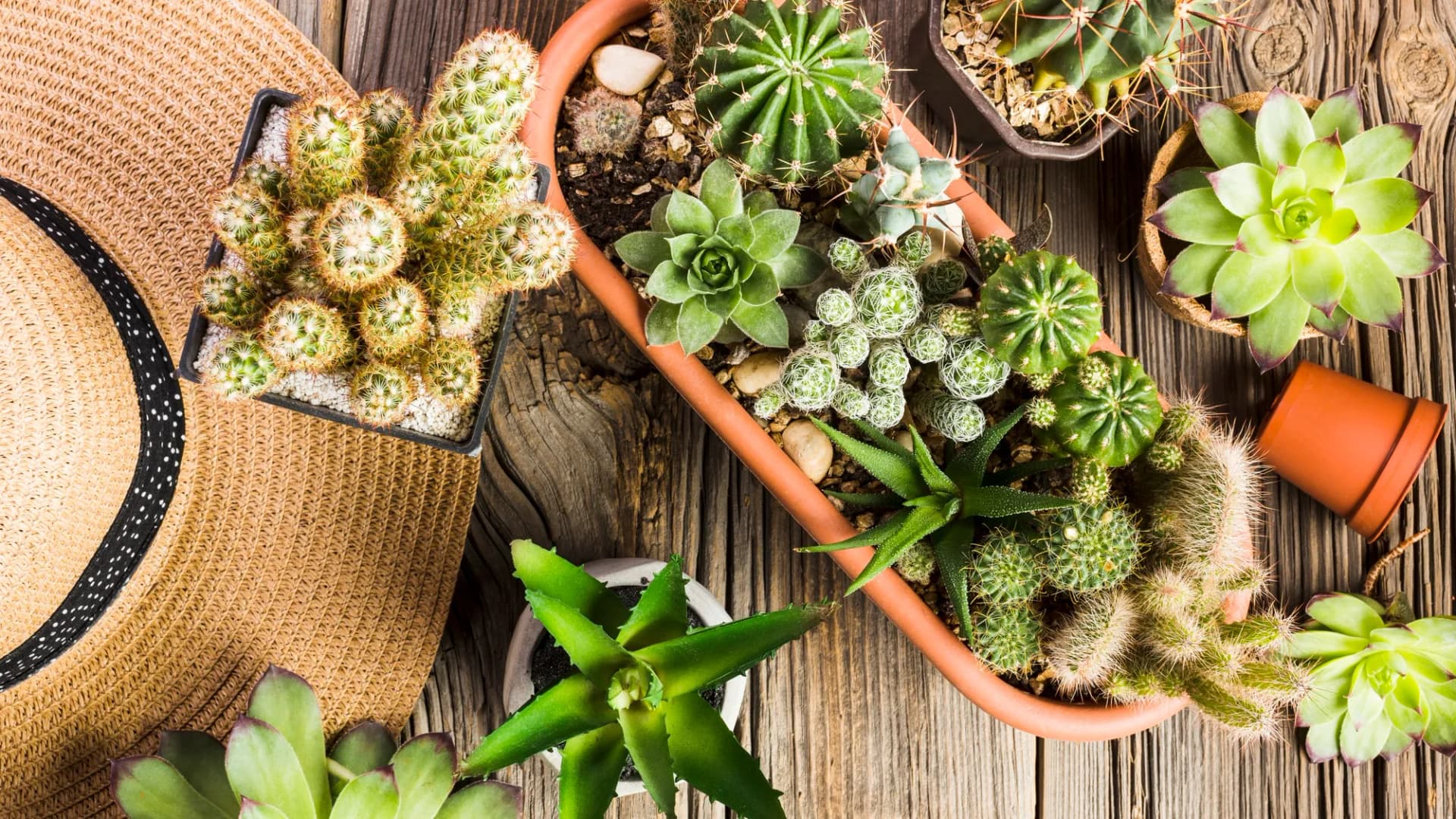 Scientists Discover How Drought-Tolerant Plants Recover After Watering