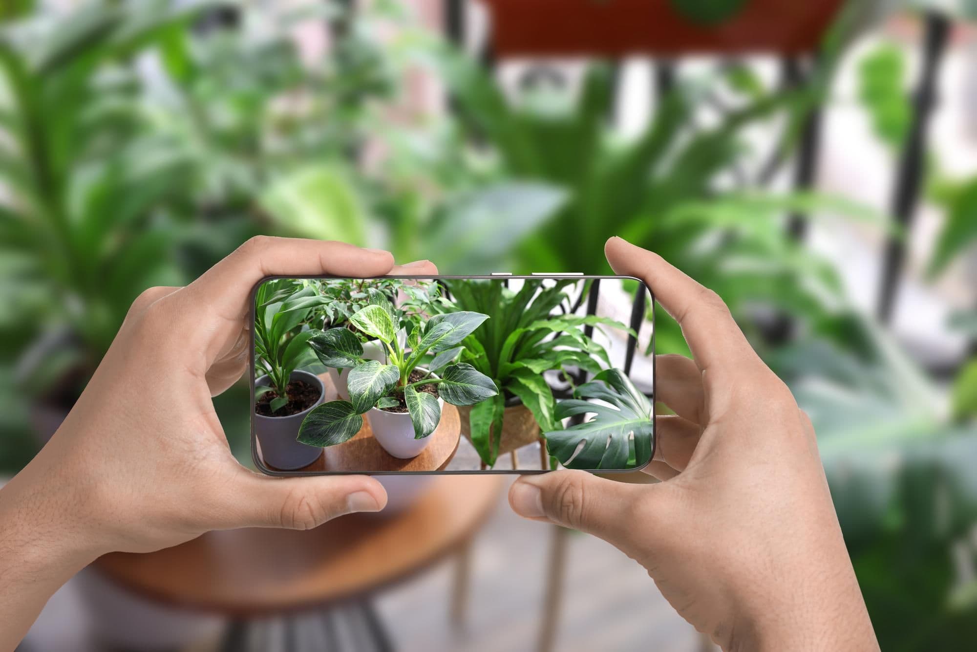 What Is Plant Identification – A Complete Guide