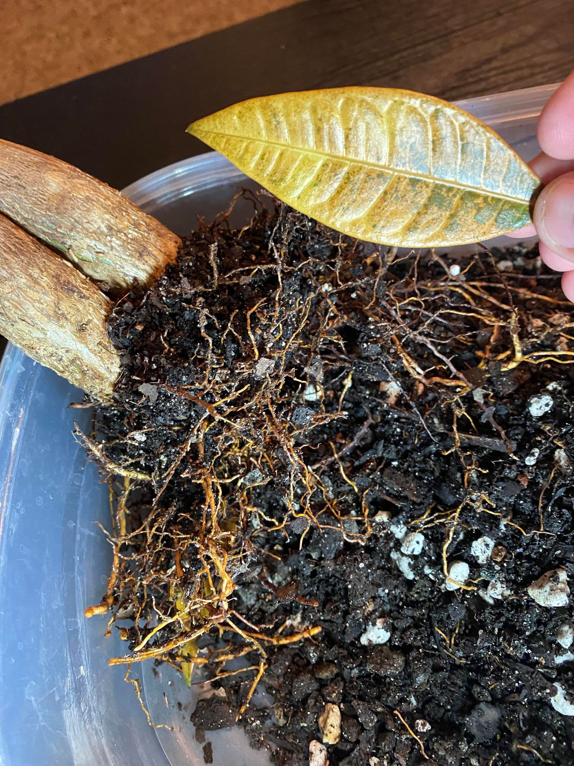 Money Tree Root Rot: Signs, Causes, and How to Save Your Plant