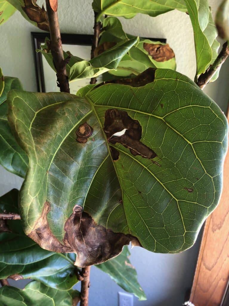 Leaf Spot
