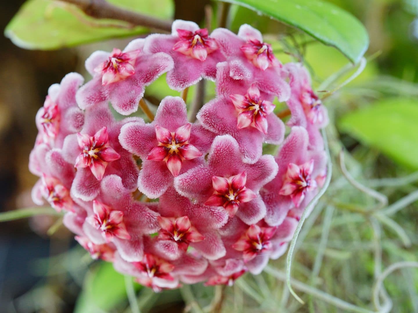 Hoya carnosa flowers