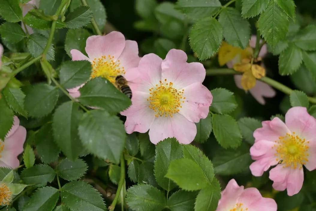 Rosa rugosa