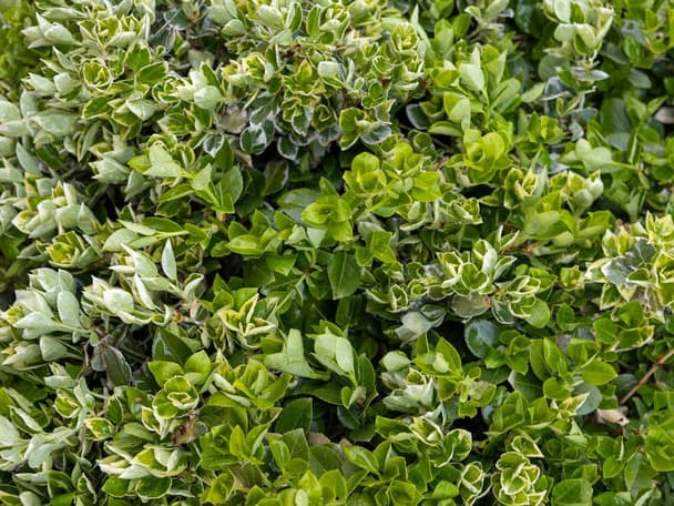 Evergreen spindle