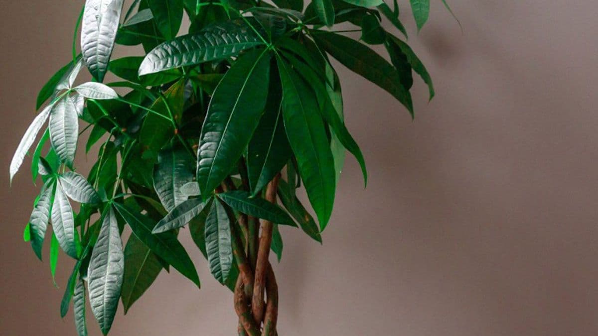 Pachira leaves