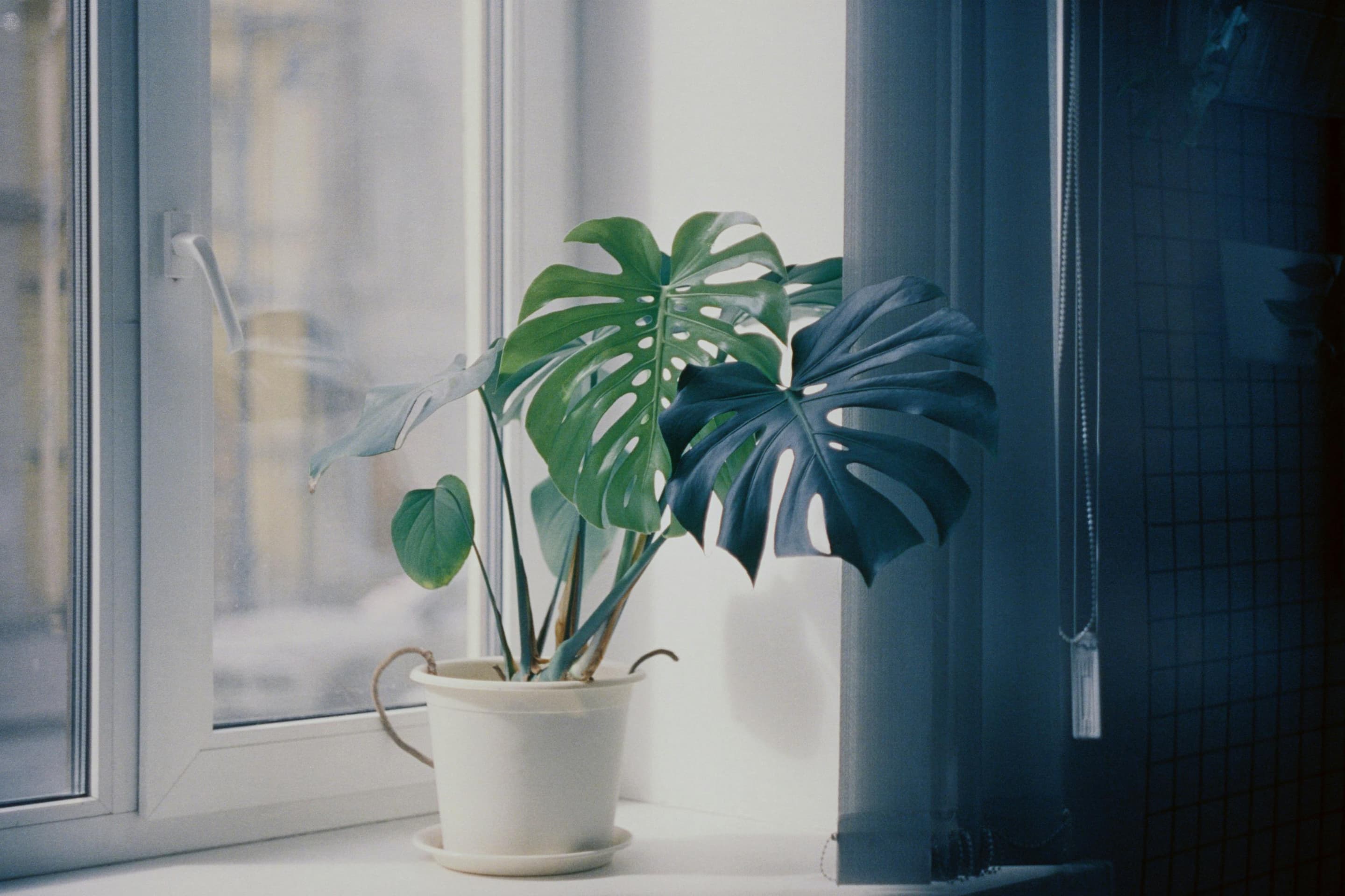 Monstera adansonii in the pot