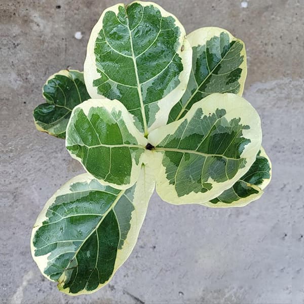 Fiddle fig