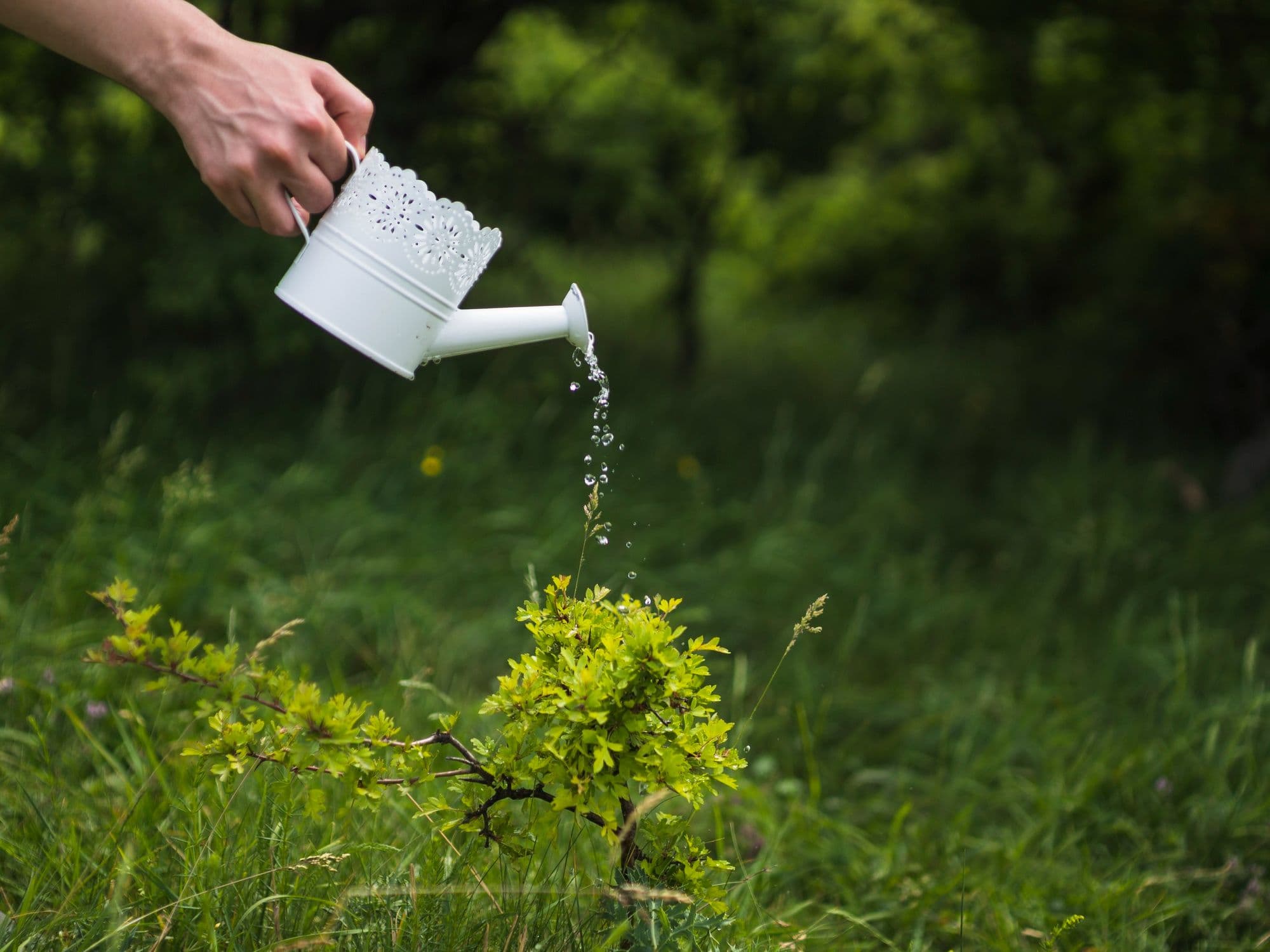 Berlin’s Open-Source Tree Map Mobilizes 12,000 Volunteers to Water Urban Trees