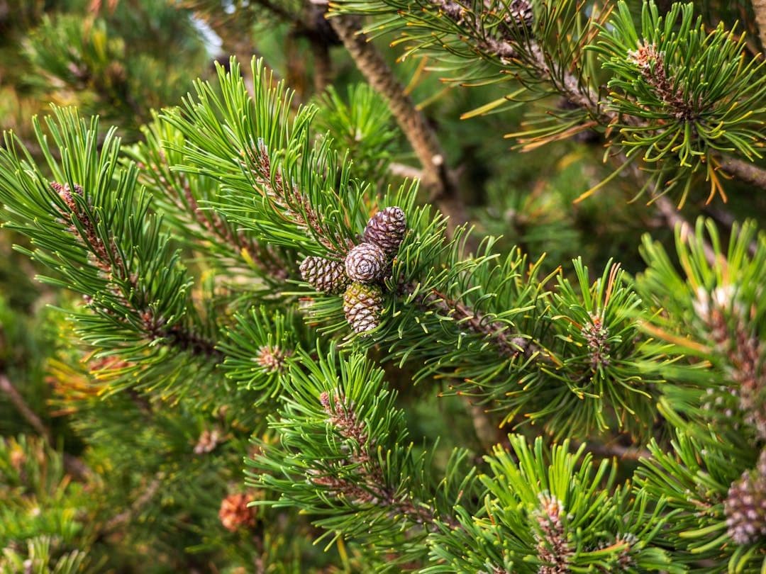 Conifers Identifier