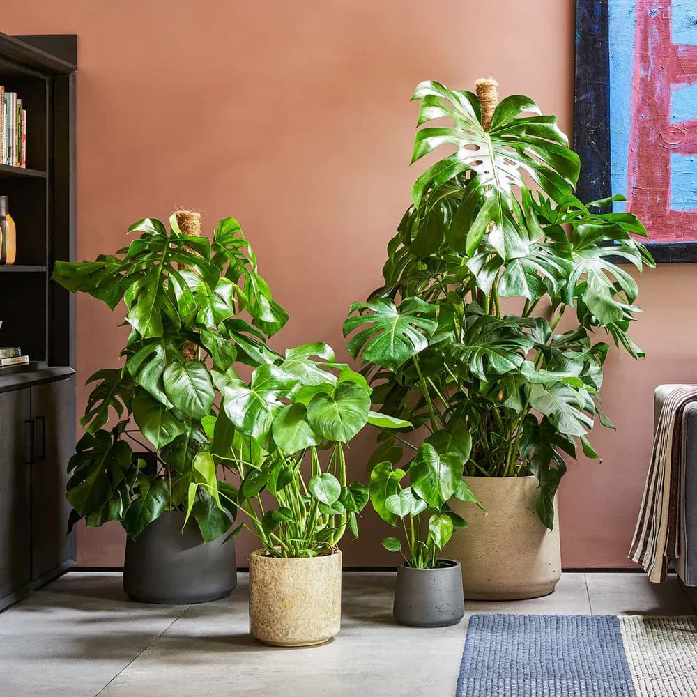 Monstera