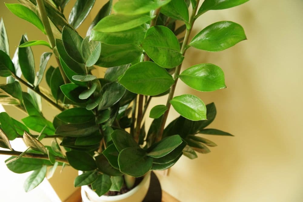 ZZ Plant