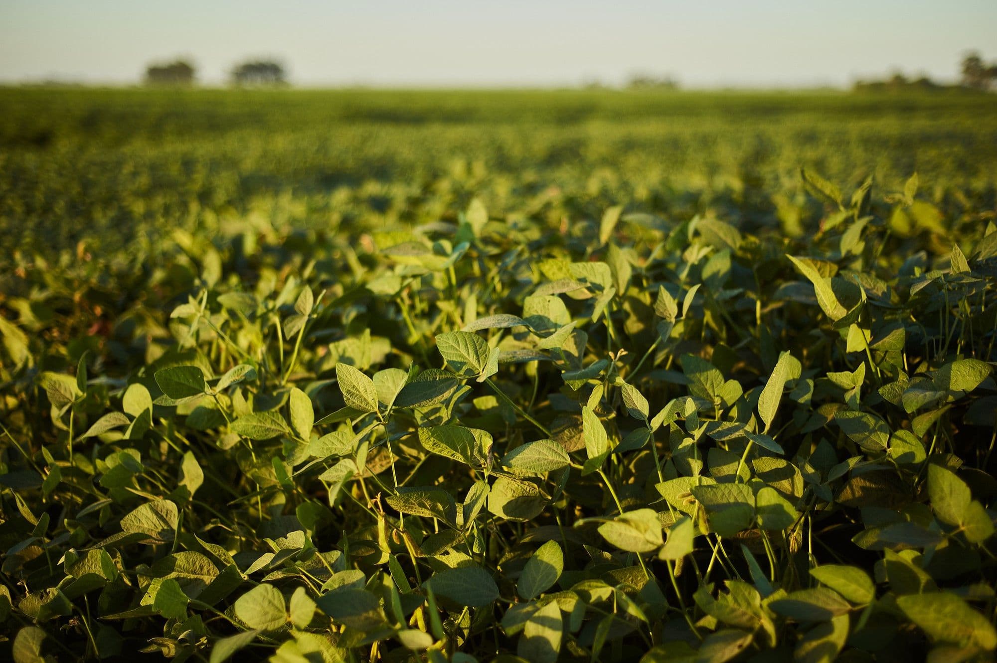 Stronger Stems Help Modern Soybeans Produce Higher Yields