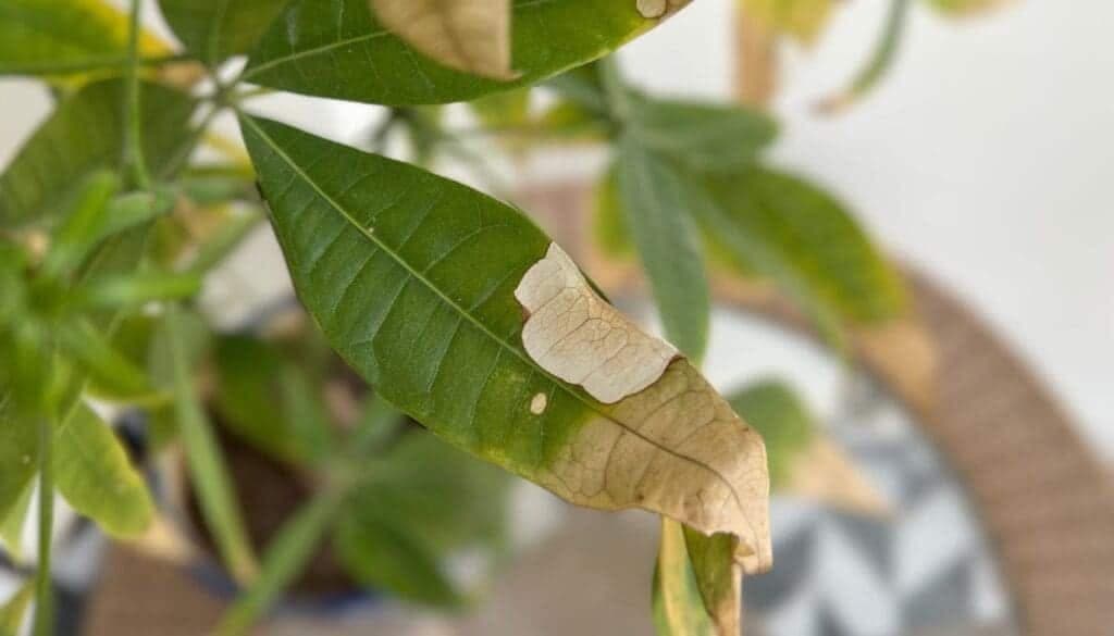 Wrinkling, Curling, or Yellowing Leaves