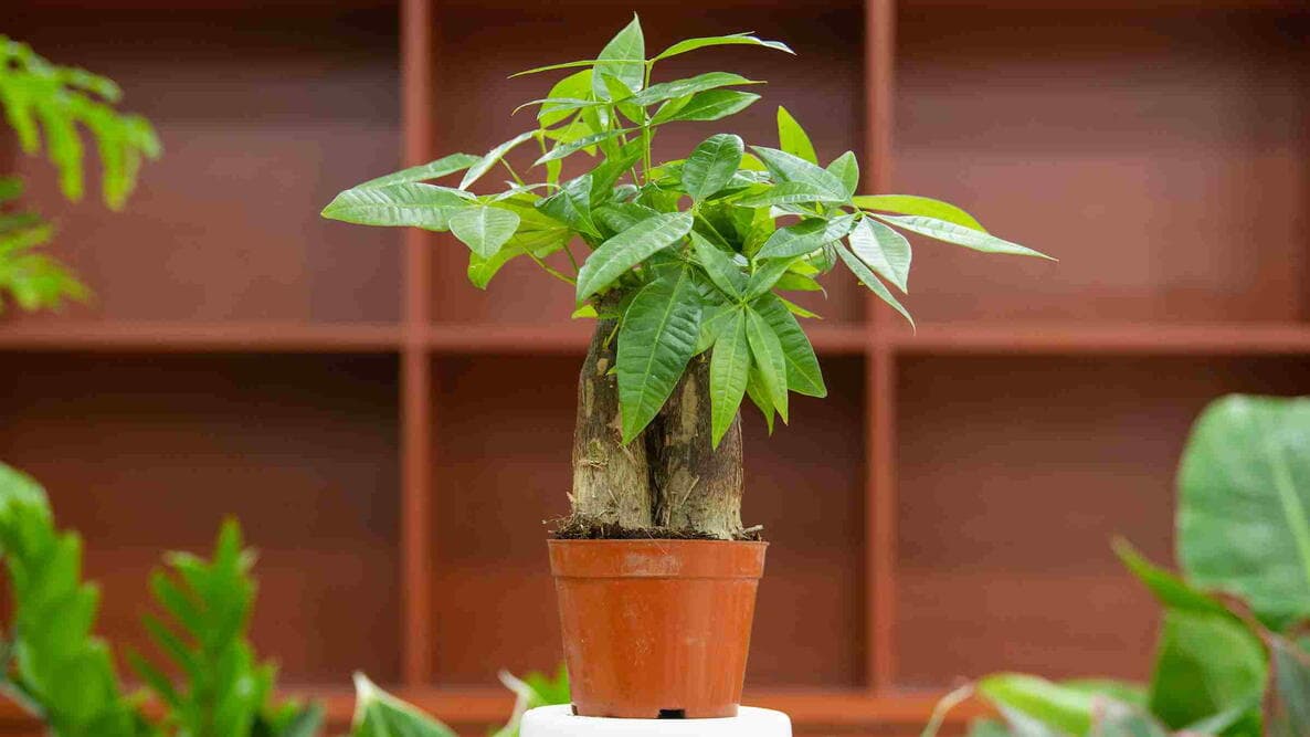 Pachira in the container