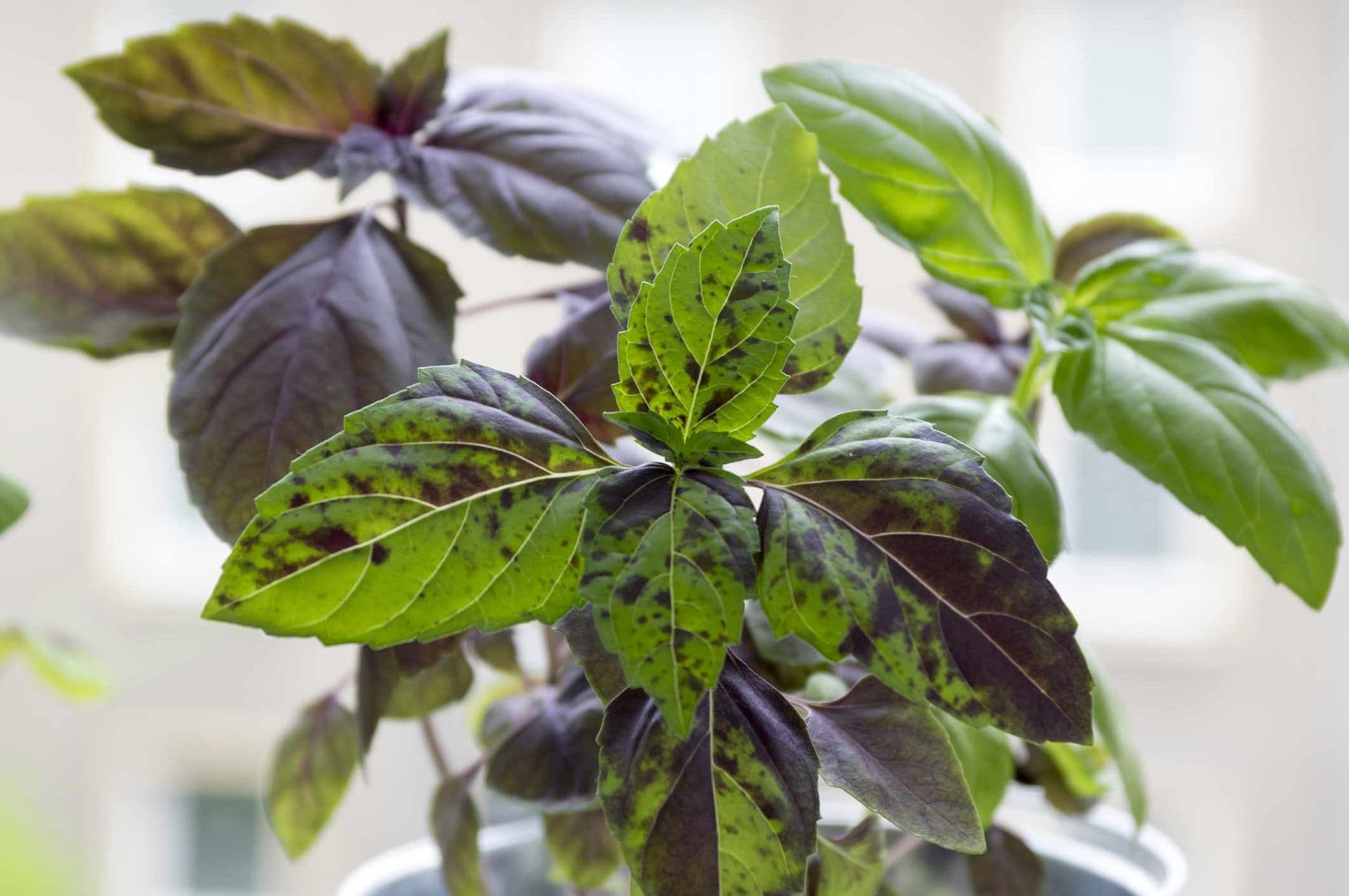 Brown Spots on Basil Leaves: Causes and How to Fix Them