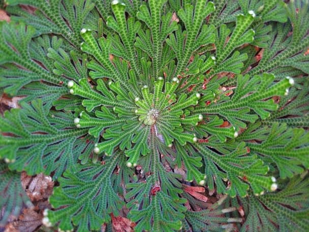 Rose of Jericho