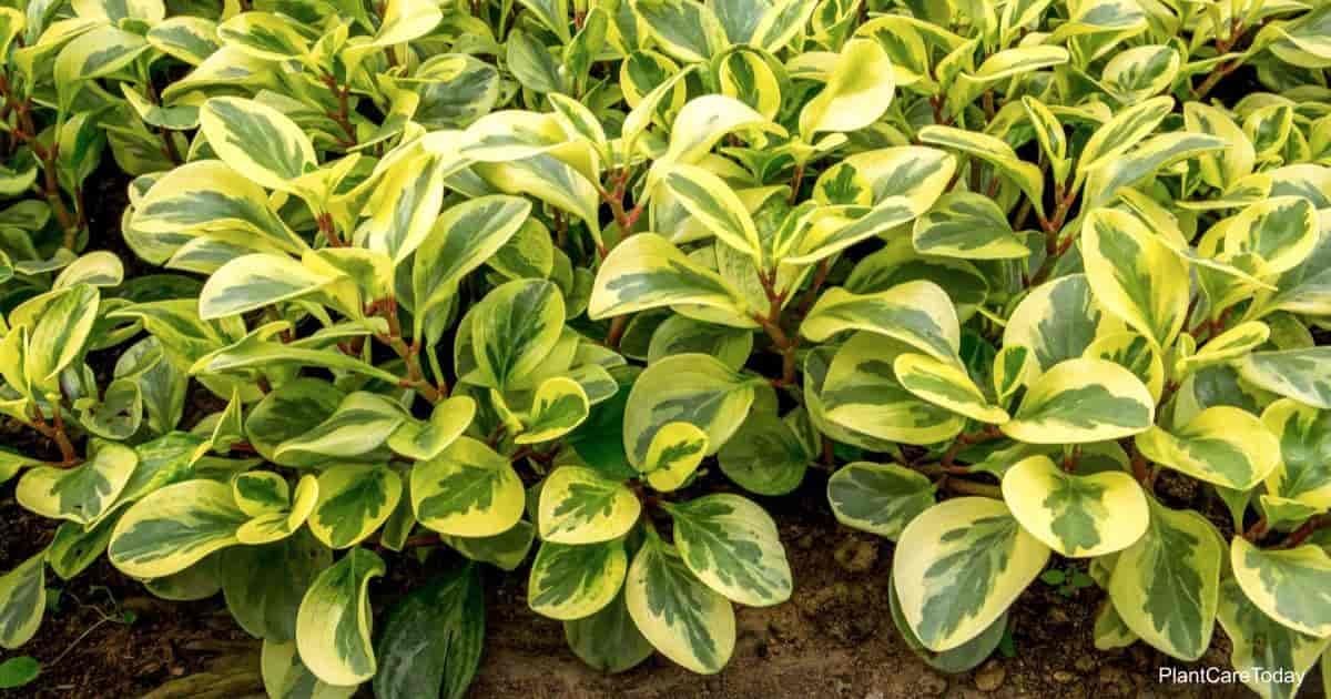 Peperomia obtusifolia in the garden