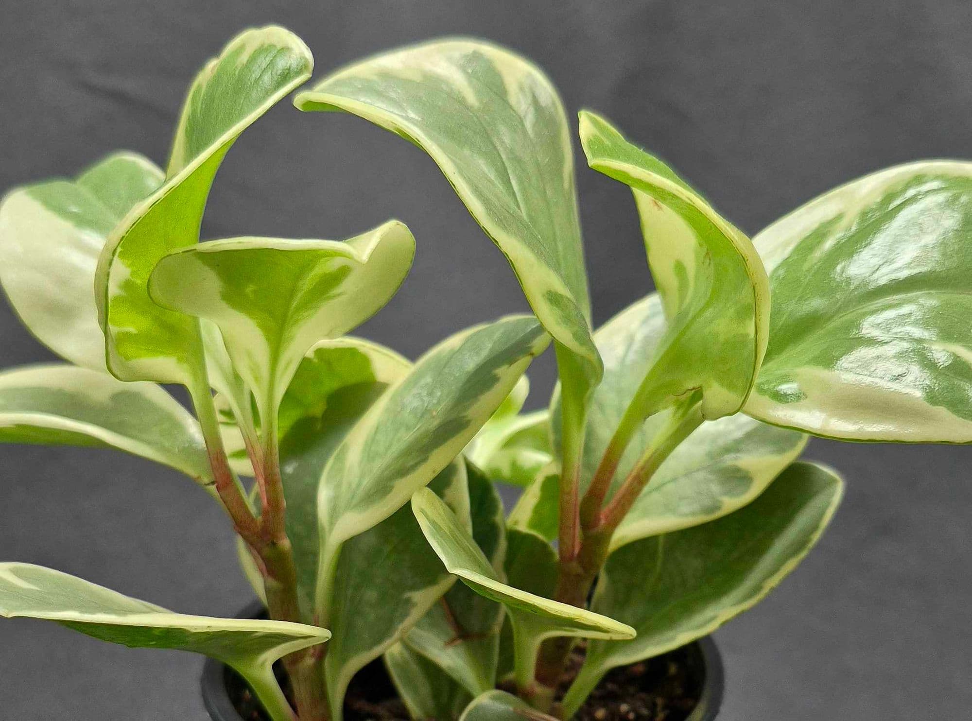 rubber plant