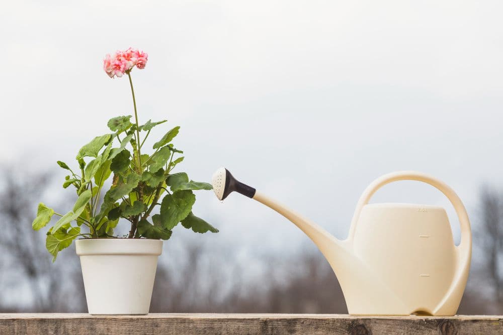 How Long Can Flowers Go Without Water? Everything You Need to Know