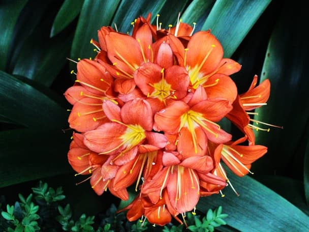 Bush Lily