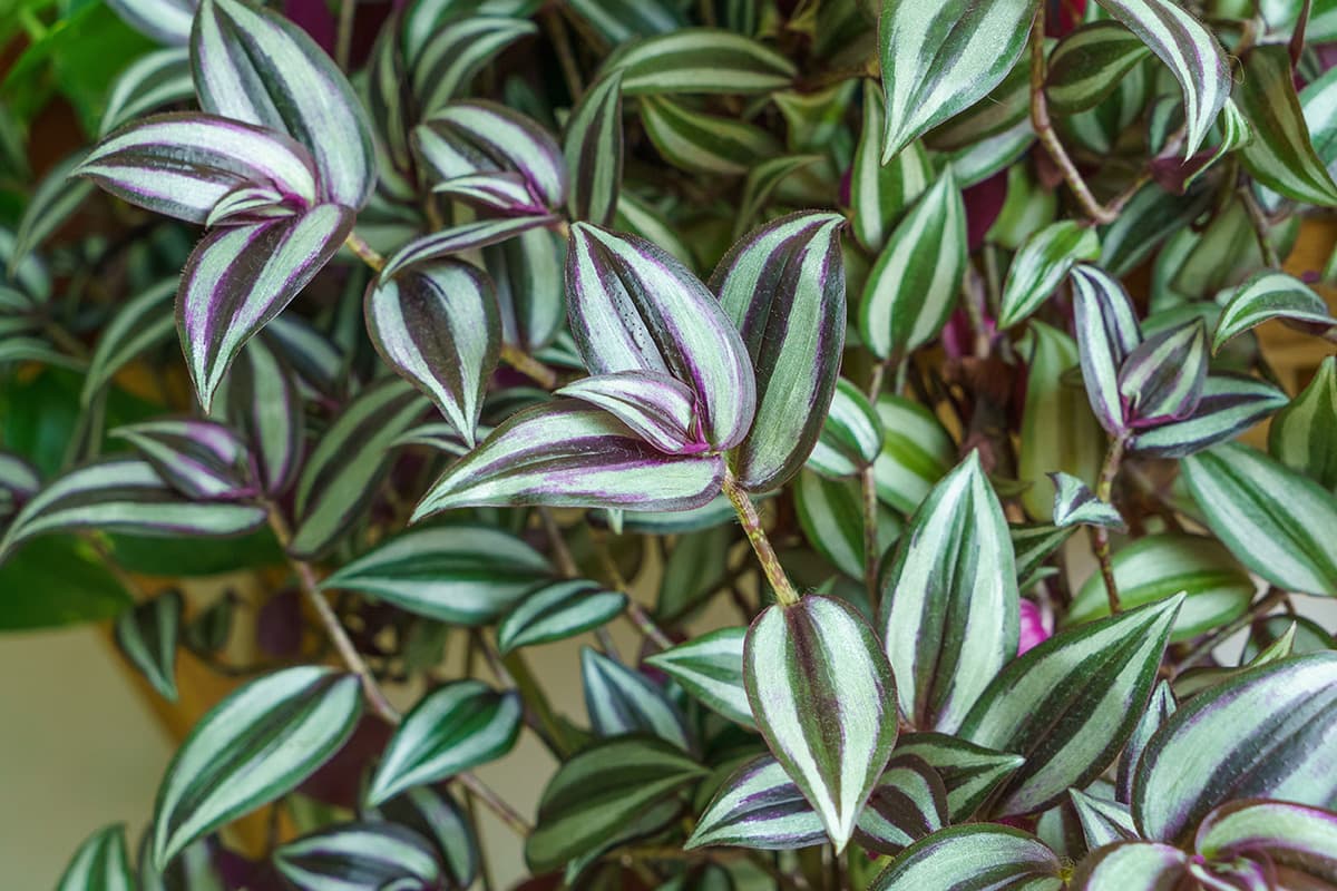 Wandering Jew