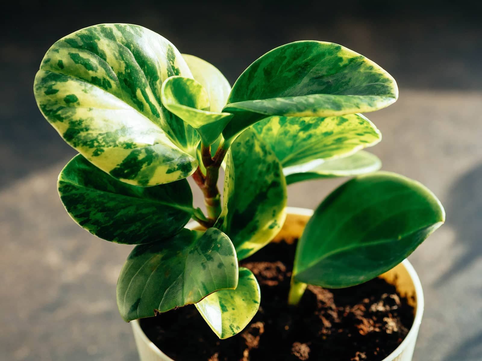 Peperomia obtusifolia in the pot