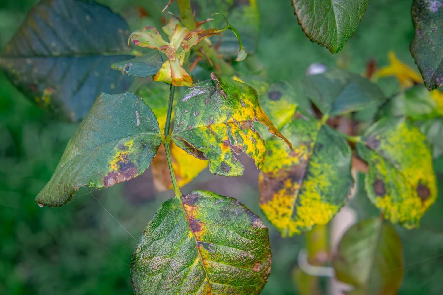 Why Rose Leaves Turn Yellow and How to Fix That